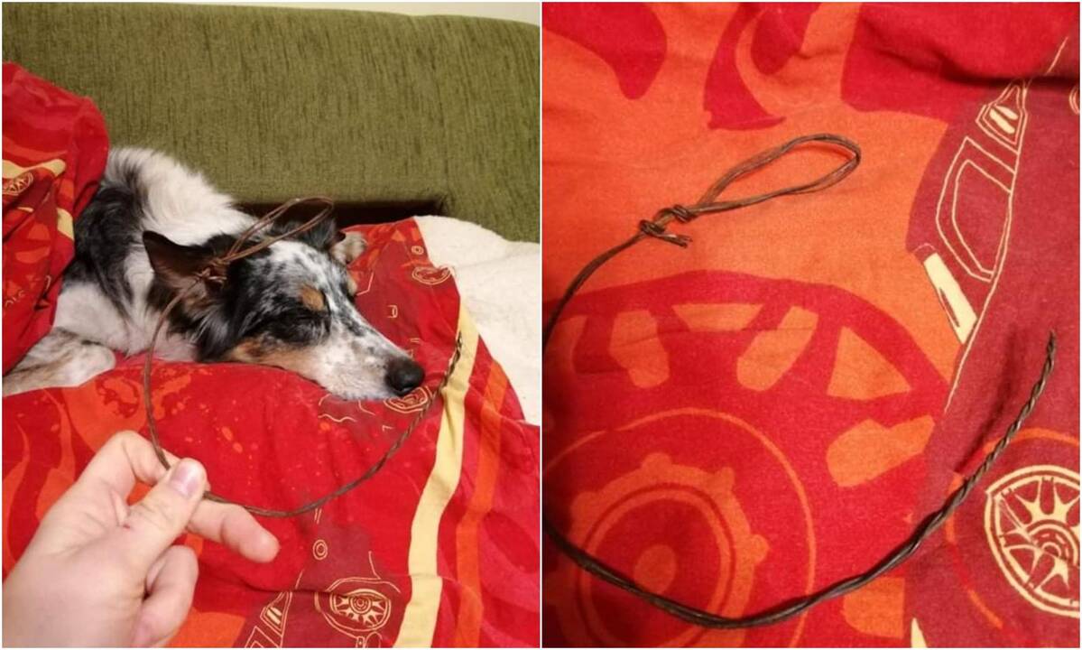 Įspėja dėl pavojaus Kleboniškio miške: šunį ištraukė iš kilpos (papildyta)
