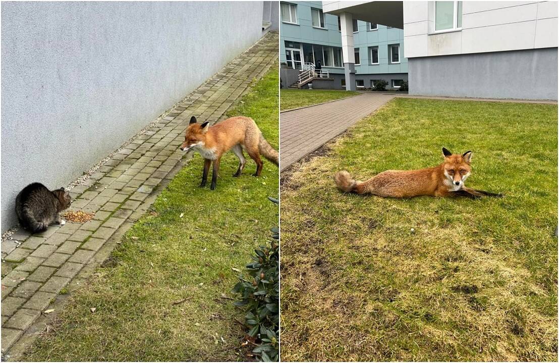 Mėgaujasi: šiaurinėje uostamiesčio dalyje įsikūręs ligoninių miestelis turi ypatingą gyventoją – lapę.