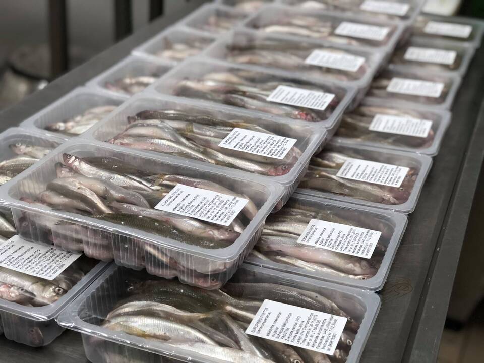 Laukinę lietuvišką žuvį skatins parduoti Lietuvoje, o ne eksportuoti