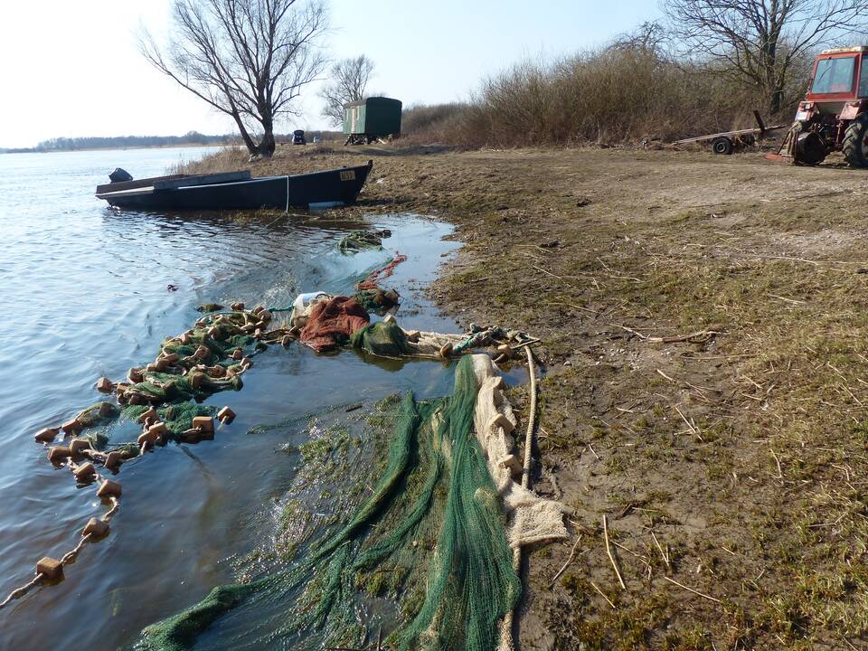 Klausimas: tiek mokslininkams, tiek ir Lietuvos žvejams neaišku, ar yra prasmė lietuviškoje Kuršių marių dalyje riboti verslinę žvejybą, ar jos net iš viso atsisakyti, jei kaimyninėje Kaliningrado srityje marių ištekliai semiami neribojamai.