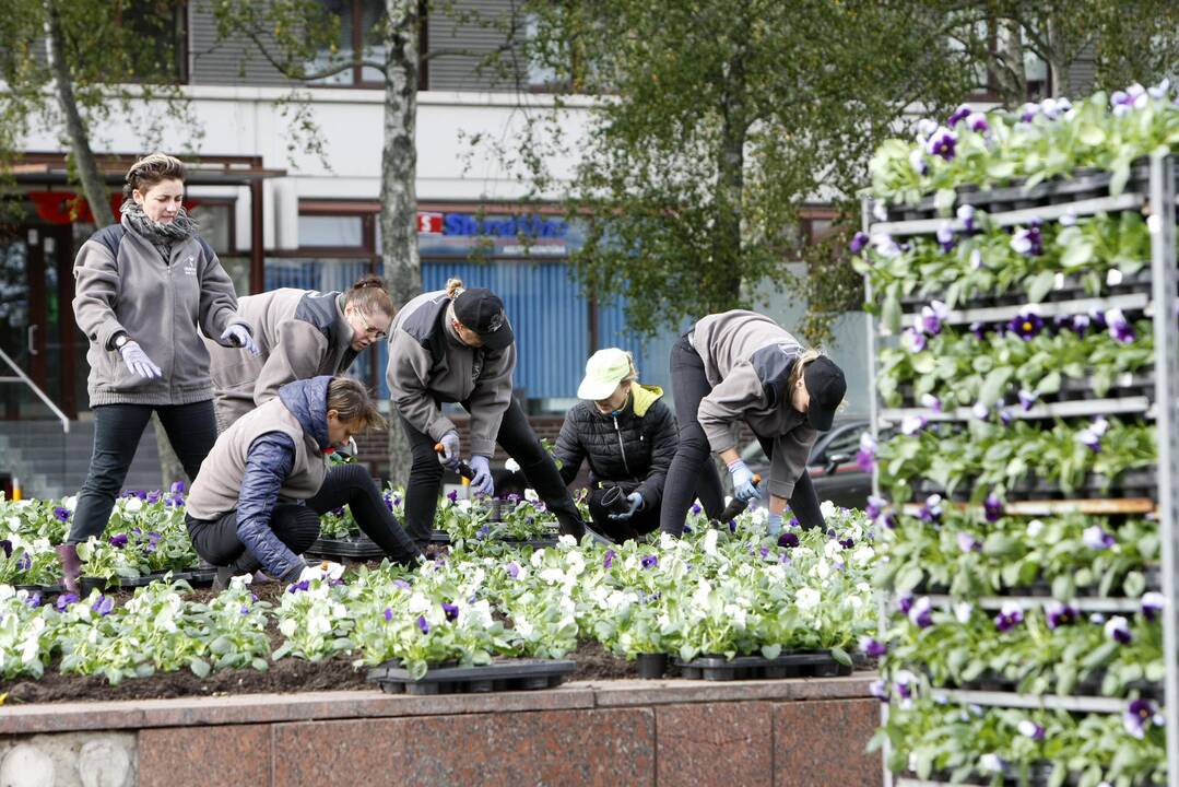 Darbai: vėlyvo rudens orų nebijančiomis našlaitėmis puošta centrinė miesto aikštė.