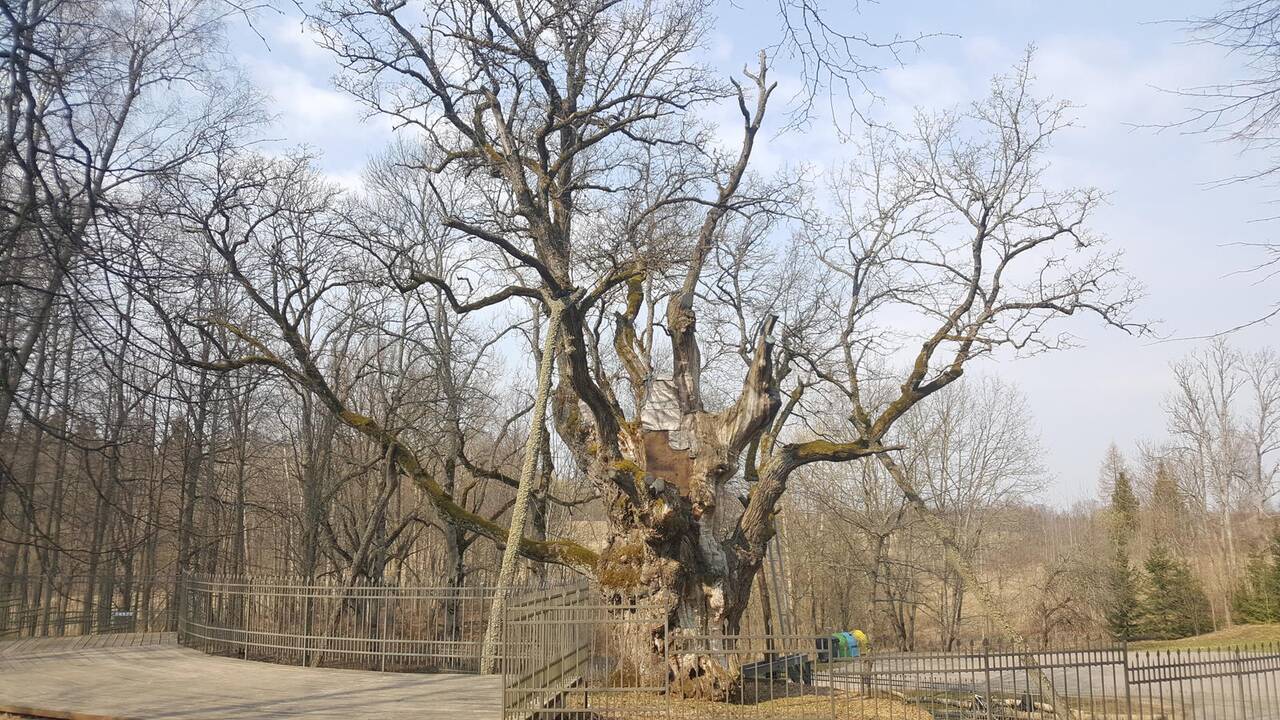 Atsakomybė: Stelmužės ąžuolas – dalis valstybės istorijos, todėl lietuviai žino, kad jį būtina išsaugoti ateities kartoms.