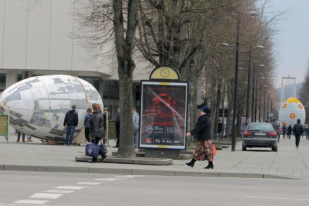 Į rekordų knygą pretenduojantis milžiniškas margutis pasiekė Kauno Studentų skverą.