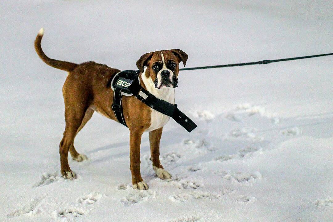 Pirmasis šios žiemos sniegas Kaune 