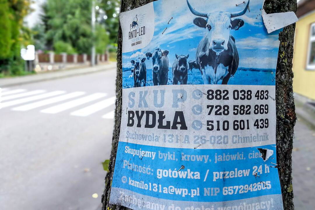 Pasivaikščiojimas po Punską