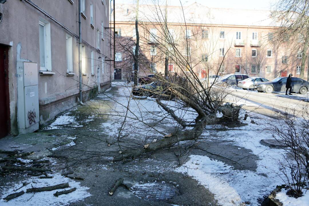 Viltis: gyventojai laukia nesulaukia, kada bus pašalintas prie pat namo augantis beržas.