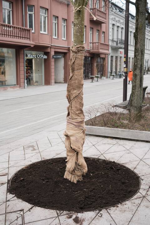 Naujai susodintos liepos Laisvės alėjoje