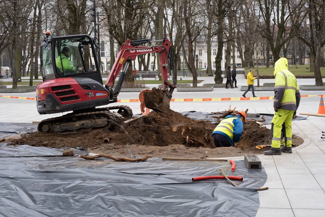 Naujai susodintos liepos Laisvės alėjoje