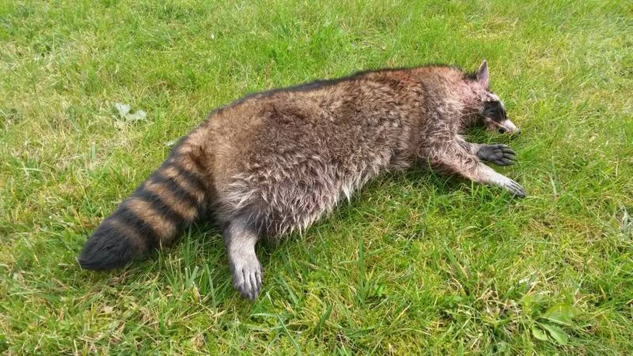 Lietuvoje atsiranda ypač grėsmingų žinduolių