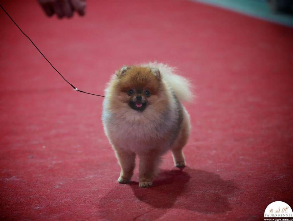 Pomeranijos špicai 