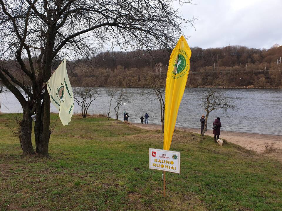 Kauniečiai maudėsi lediniame Nemuno vandenyje