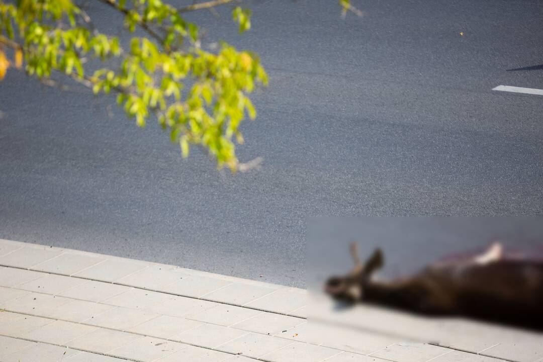 Nelauktas svečias kelyje: Petrašiūnuose briedis sukėlė avariją
