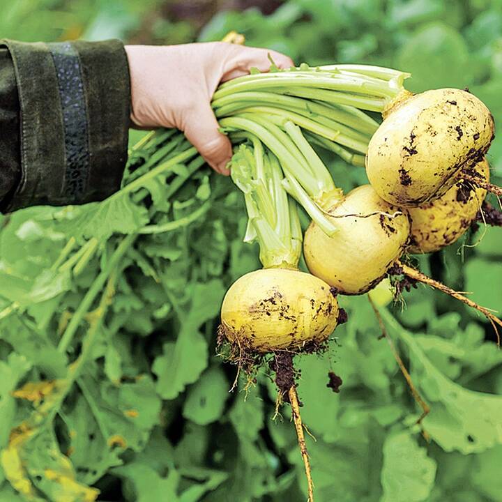 Pasirengimas: užaugintą derlių svarbu ne tik laiku nuimti, bet ir tinkamai paruošti saugoti per žiemą. 