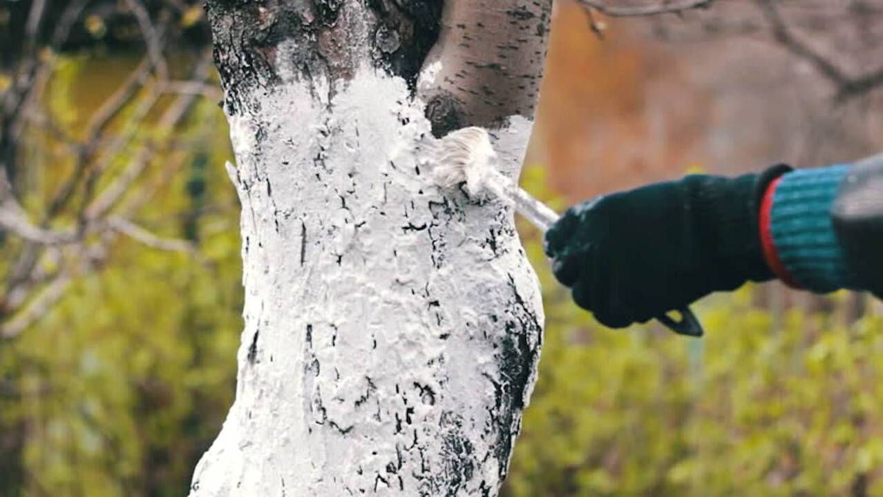 Pasirengimas: užaugintą derlių svarbu ne tik laiku nuimti, bet ir tinkamai paruošti saugoti per žiemą. 