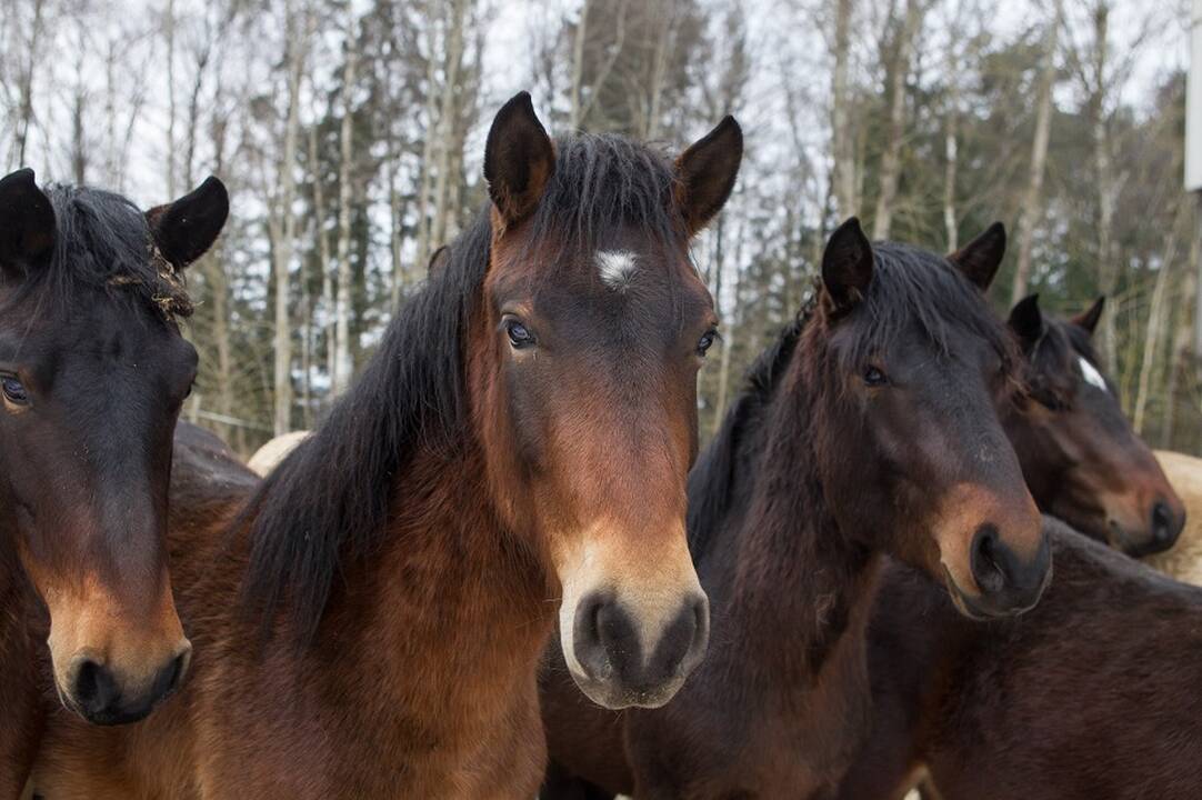 Vyriausybė nepritaria, kad baigę gyvulininkystę teiktų sveikatos paslaugas su gyvūnais