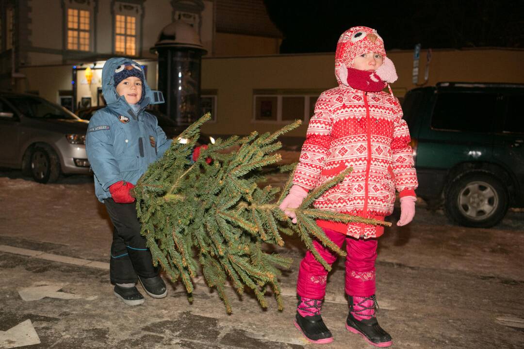 Kaip išsirinkti tinkamiausią Kalėdų eglutę?