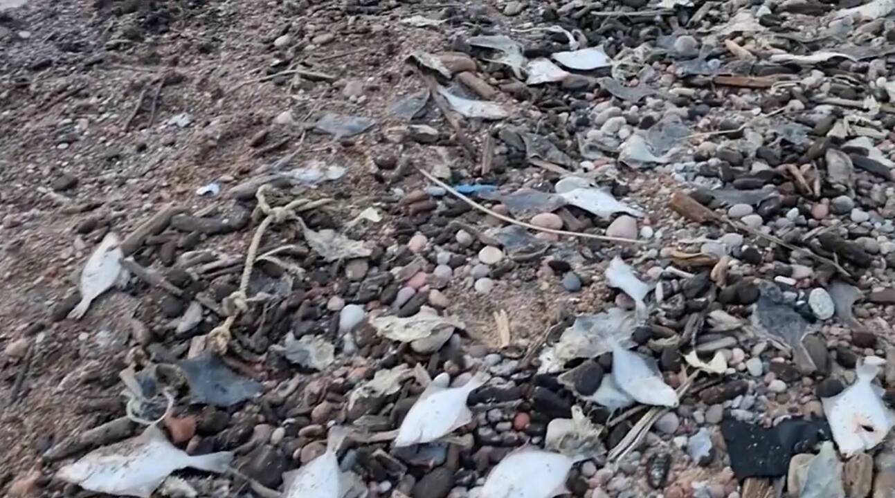 Nustebino: poilsiautojai nufilmavo pajūryje aptiktas kritusias žuvis, žmonėms kilo klausimas – kas joms atsitiko?