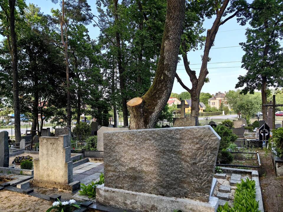 Dingo: atvykus tvarkyti kapų, kauniečiai pamatė, kad nebeliko čia augusio ąžuolo.