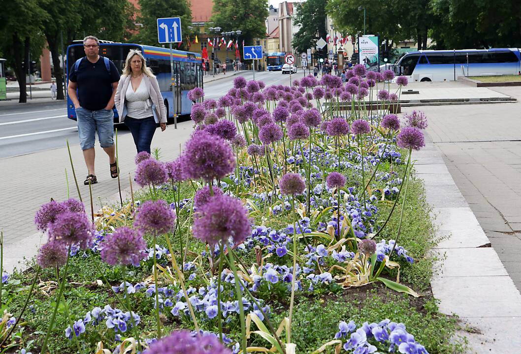Spalvos: miesto centre gatvių ir pastatų pilkumą paryškina žydintys gėlynai.