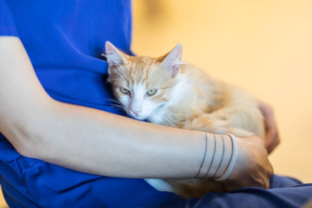 Realybė: kaip paaiškėjo, savaitgaliais Klaipėdoje nėra kur gabenti sunegalavusio augintinio, budintį veterinarą būtų galima rasti tik Kaune.