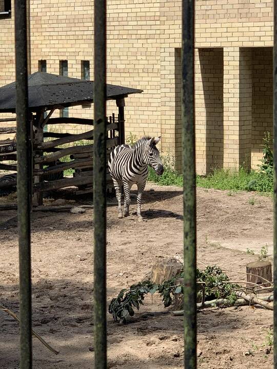 Lietuvos zoologijos sodas atšventė 82-ąjį gimtadienį