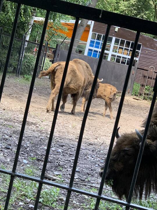 Lietuvos zoologijos sodas atšventė 82-ąjį gimtadienį