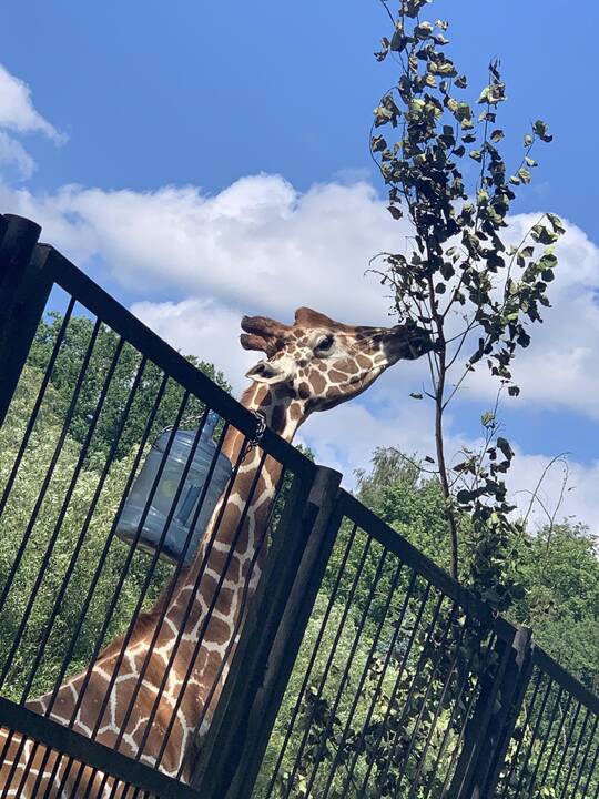 Lietuvos zoologijos sodas atšventė 82-ąjį gimtadienį