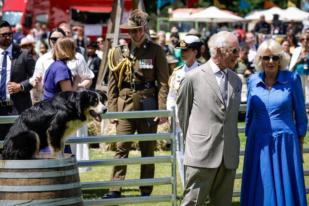 Karalius Charlesas III prie linksmų vizitų detalių galės pridėti dar vieną – jį apspjovė alpaka