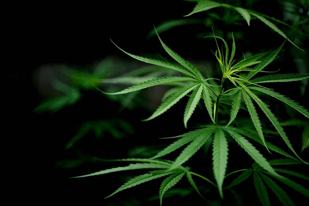 Tyrimas: JAV labai išaugo vaikų, atsitiktinai suvalgiusių užkandžių su marihuana, skaičius
