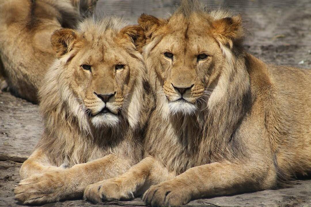 Vokietijoje iš zoologijos sodo pabėgo penki pavojingi gyvūnai