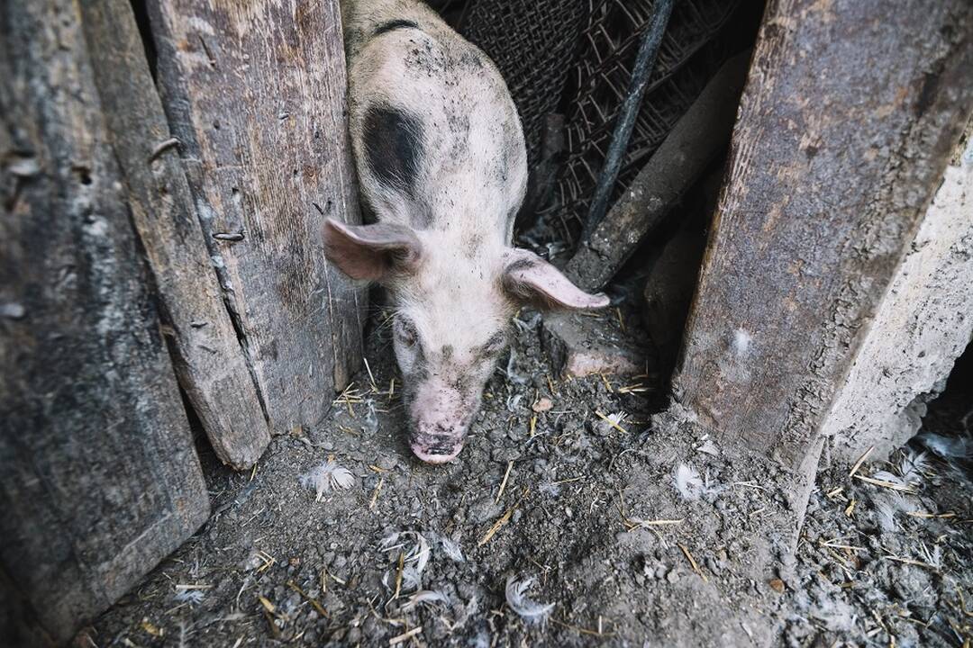 Asociatyvi nuotr.
