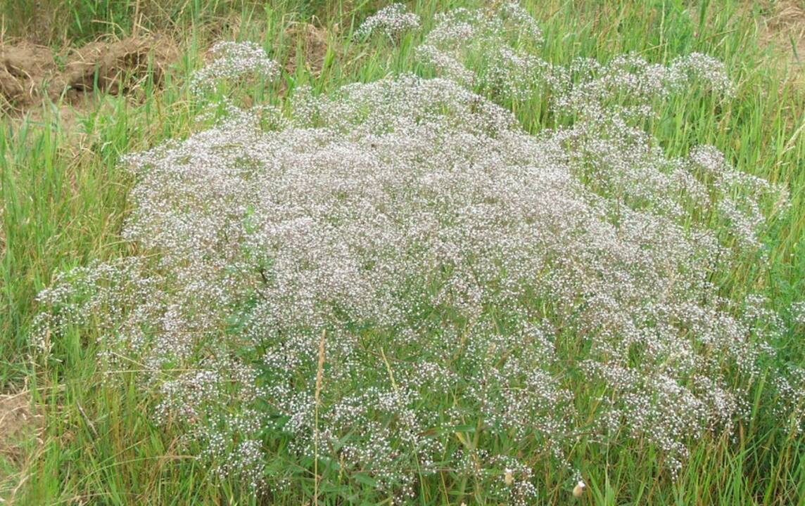 Aplinkosaugininkai ragina pajūryje skinti muilines gubojas, rauti jas iš želdynų