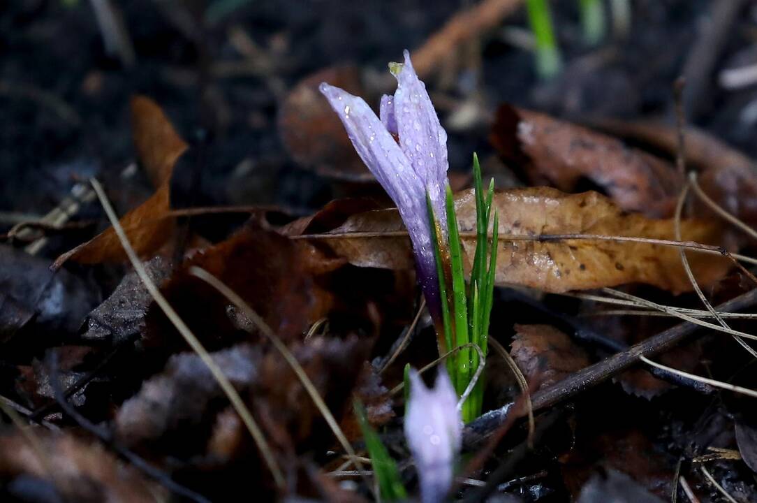 2019 metai Rusijoje buvo šilčiausi nuo orų stebėjimo pradžios