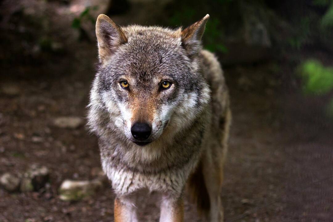 Gaudynės pasienyje: vilkas iš Baltarusijos į Lietuvą parsivijo stirną
