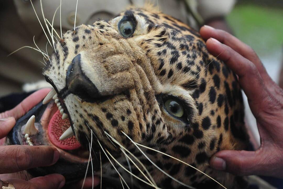 Ugandos nacionaliniame parke leopardas sudraskė kūdikį