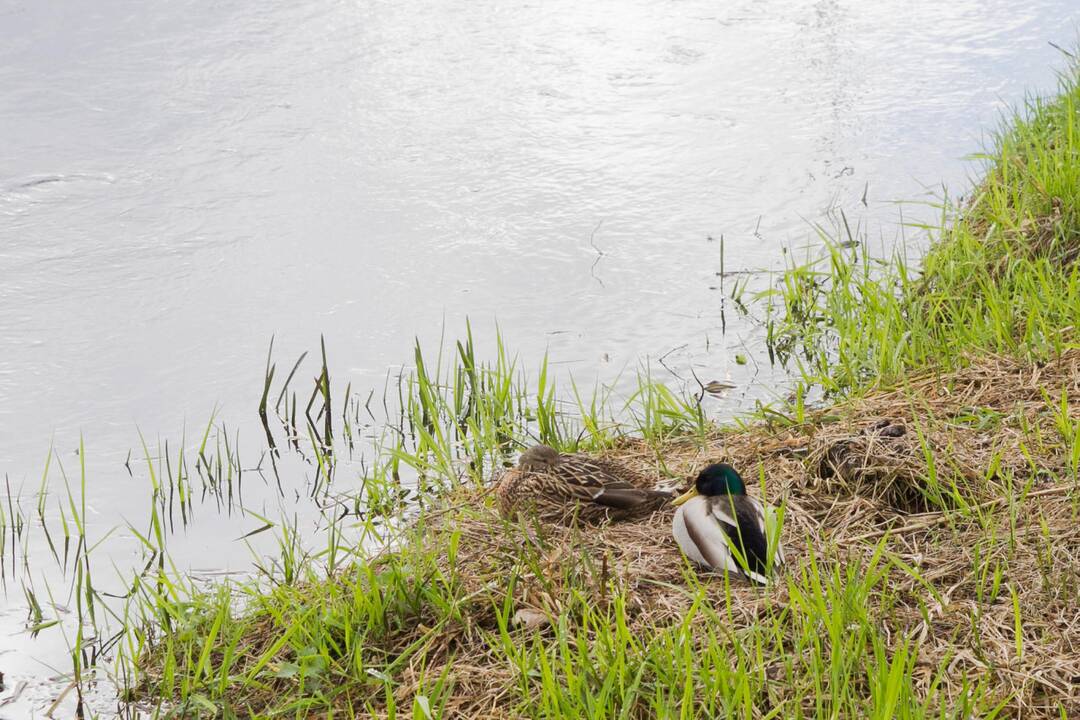 Zarasų rajone iš ežero ištrauktas vyro kūnas