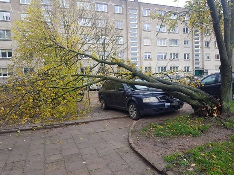 Baisu: nuolat lūžtantys ir žmonių turtą niokojantys medžiai Klaipėdoje jau seniai yra viena opiausių problemų.