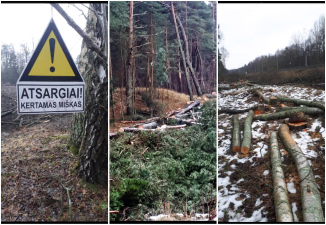 Triukšmas: Girulių miške pastebėti medkirčiai iš karto sukėlė sąmyšį. Kas ir kodėl kerta mišką, teko aiškintis visiems – visuomenininkams, politikams, ministrams.