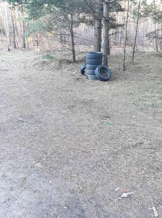 Šiukšlės: Kairių pušyne – ne tik kalnai padangų ir kitokių šiukšlių, bet net ir keturkojų gaišenos.