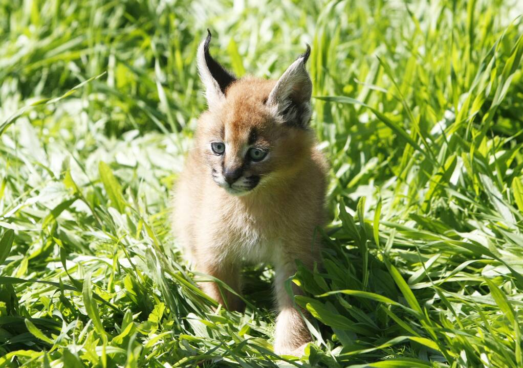 Mažyliai: Klaipėdos rajone įsikūrusiame zoologijos sode dabar gyvena net pora dešimčių įvairių gyvūnų jauniklių.