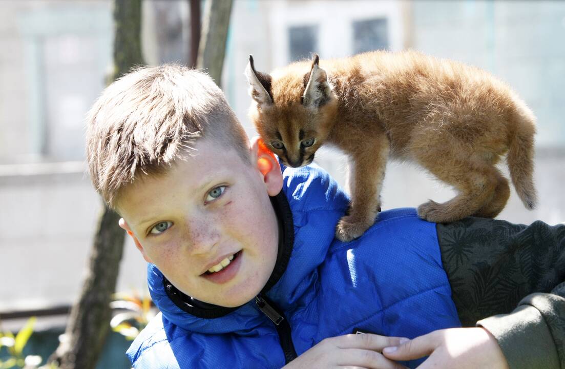 Mažyliai: Klaipėdos rajone įsikūrusiame zoologijos sode dabar gyvena net pora dešimčių įvairių gyvūnų jauniklių.