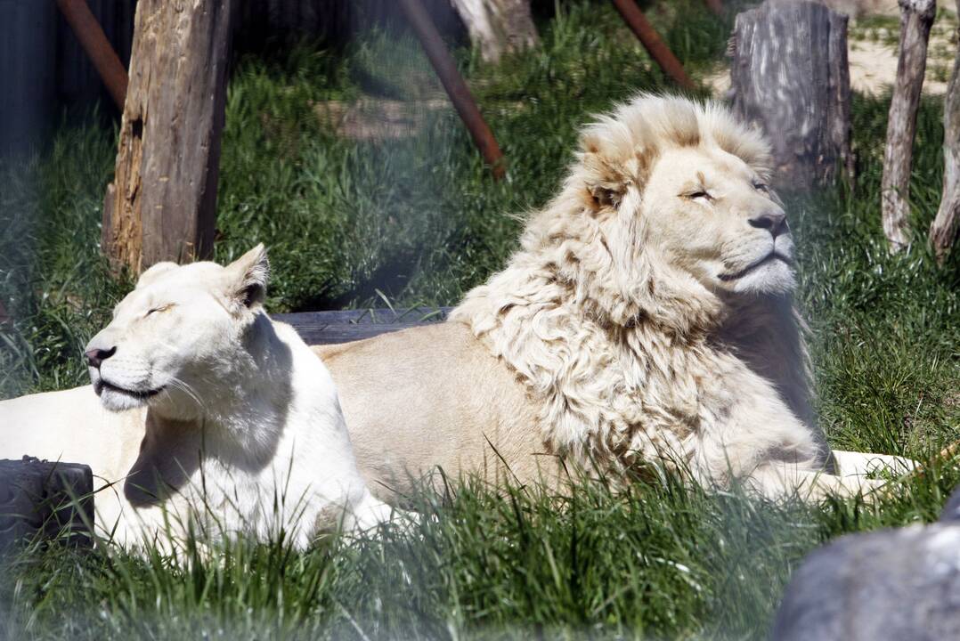Mažyliai: Klaipėdos rajone įsikūrusiame zoologijos sode dabar gyvena net pora dešimčių įvairių gyvūnų jauniklių.