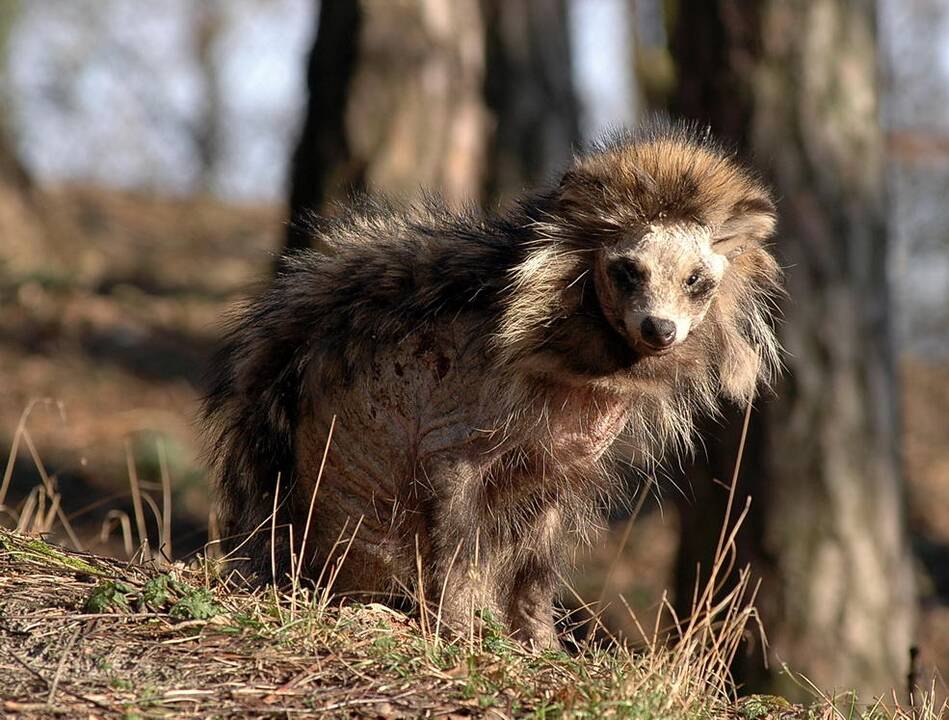 Invazija: usūrinių šunų, vadinamų mangutais, gamtininkai sutinka ne tik Neringos miškuose, bet ir Ventės pievose.