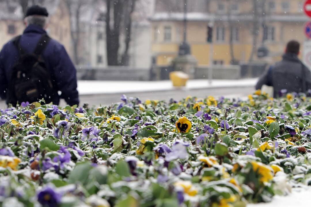 Siurprizas: Užgavėnių rytą, kai žiema jau turėjo būti išvyta iš kiemo, netikėtai iš dangaus pasipylė sniegas.