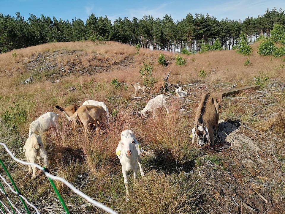 Kuršių nerijoje dygstančias beržų atžalas ir krūmynus geni ožkos