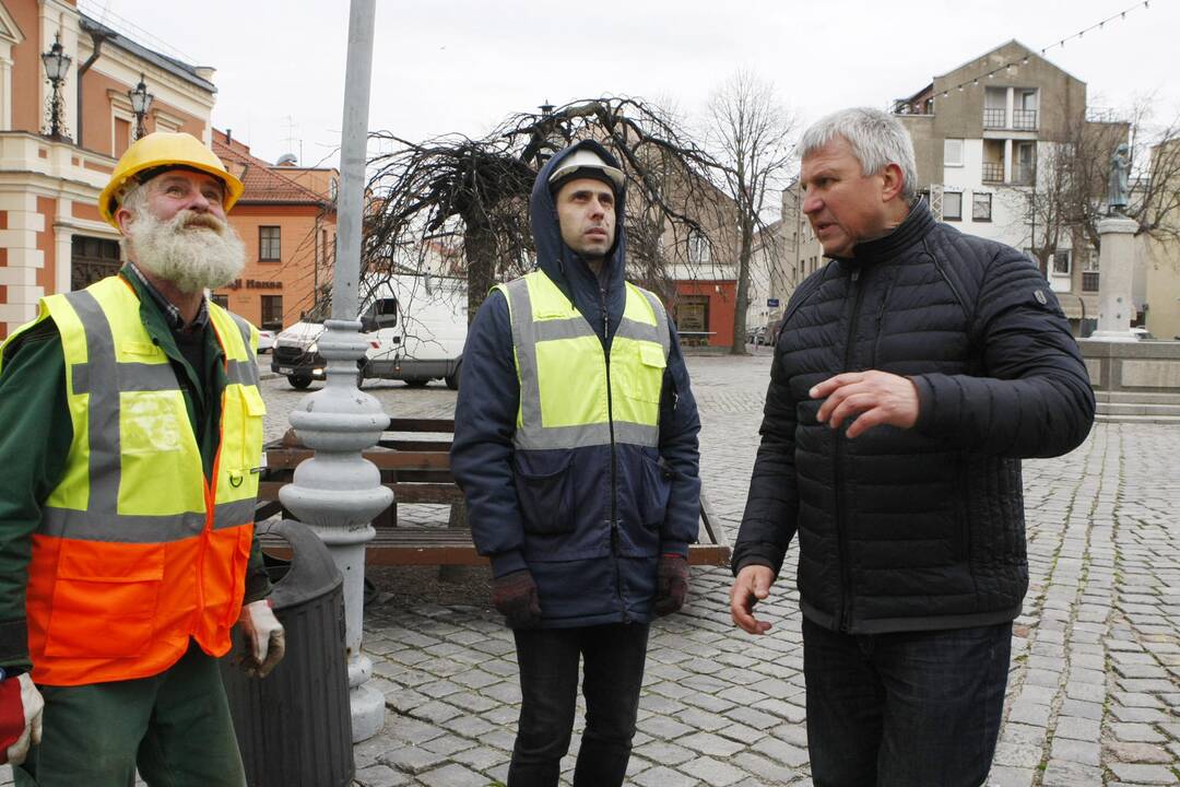 Pradėta montuoti Klaipėdos eglutė