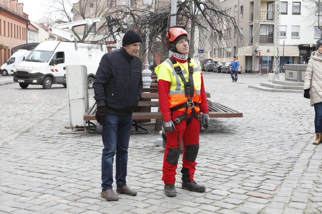 Pradėta montuoti Klaipėdos eglutė