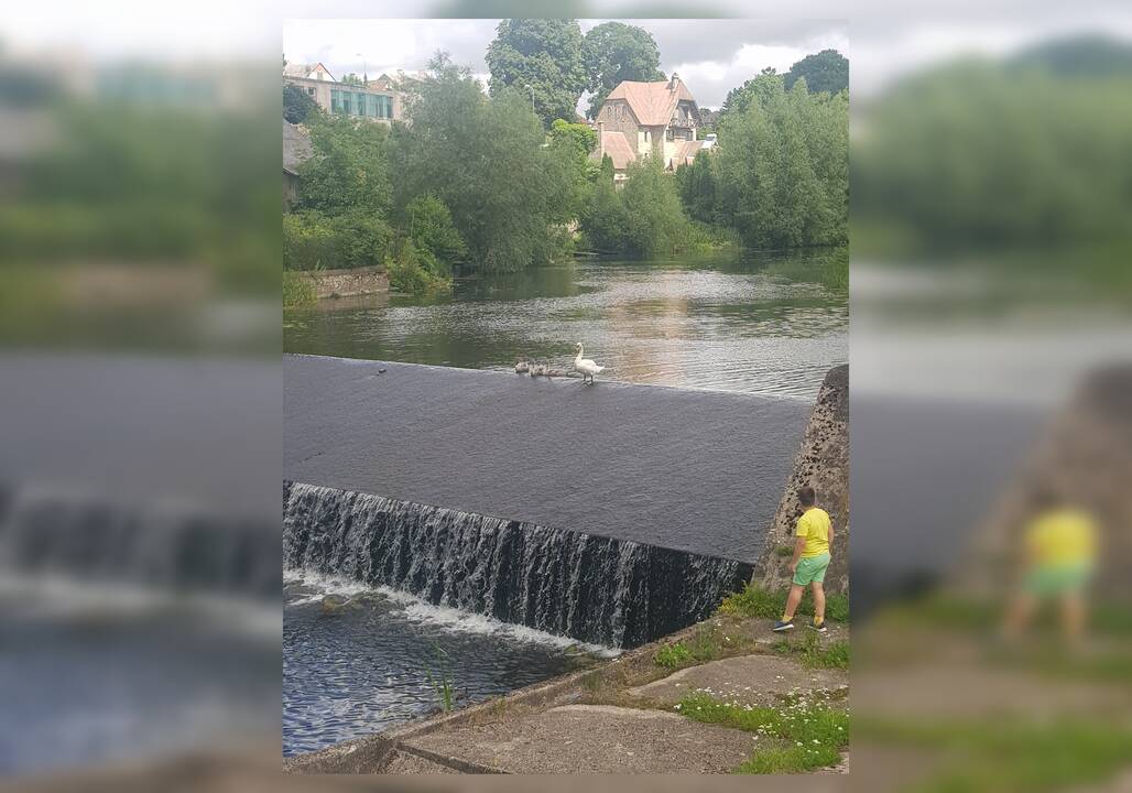 Įstrigo: neištvėrę nuo tėvų atskirto gulbiuko šauksmų, kretingiškiai iškvietė gelbėtojus į miesto centre esančią Akmenos patvanką.