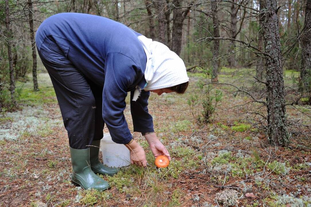Klaidu: ne visi grybautojai geba susigaudyti miškuose.