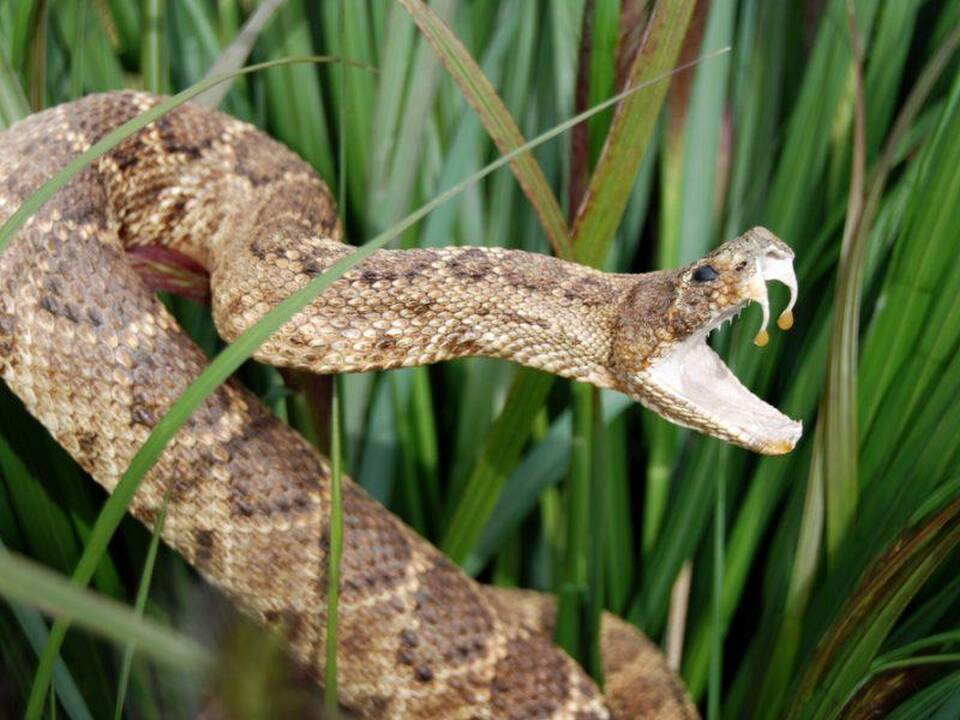 Asociatyvi nuotr.